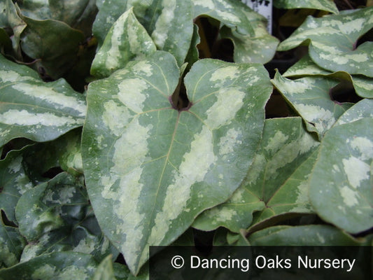 Perennials ~ Asarum splendens, Chinese Ginger ~ Dancing Oaks Nursery and Gardens ~ Retail Nursery ~ Mail Order Nursery