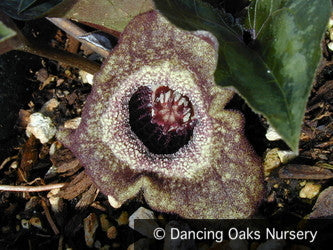 Perennials ~ Asarum splendens, Chinese Ginger ~ Dancing Oaks Nursery and Gardens ~ Retail Nursery ~ Mail Order Nursery