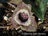 Perennials ~ Asarum splendens, Chinese Ginger ~ Dancing Oaks Nursery and Gardens ~ Retail Nursery ~ Mail Order Nursery