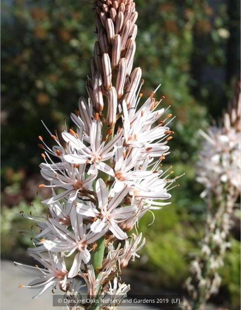 Perennials ~ Asphodelus ramosus, Silverrod ~ Dancing Oaks Nursery and Gardens ~ Retail Nursery ~ Mail Order Nursery