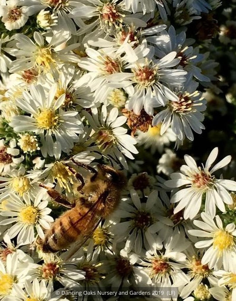 Perennials ~ Aster (syn. Symphyotrichum) ericoides var. prostrata 'Snow Flurry', Heath Aster ~ Dancing Oaks Nursery and Gardens ~ Retail Nursery ~ Mail Order Nursery