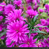 Perennials ~ Aster (syn. Symphyotrichum) novi-belgii 'Le Reve' ~ Dancing Oaks Nursery and Gardens ~ Retail Nursery ~ Mail Order Nursery