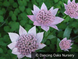 Perennials ~ Astrantia maxima ssp. maxima, Masterwort ~ Dancing Oaks Nursery and Gardens ~ Retail Nursery ~ Mail Order Nursery