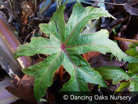 Perennials ~ Begonia sp. aff. pedatifida DJHC98473, Hardy Begonia ~ Dancing Oaks Nursery and Gardens ~ Retail Nursery ~ Mail Order Nursery