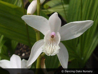 Perennials ~ Bletilla striata 'Innocence', Hardy Ground Orchid ~ Dancing Oaks Nursery and Gardens ~ Retail Nursery ~ Mail Order Nursery