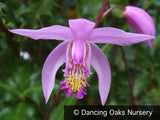 Perennials ~ Bletilla yokohama 'Kate' PPAF, Hardy Ground Orchid ~ Dancing Oaks Nursery and Gardens ~ Retail Nursery ~ Mail Order Nursery