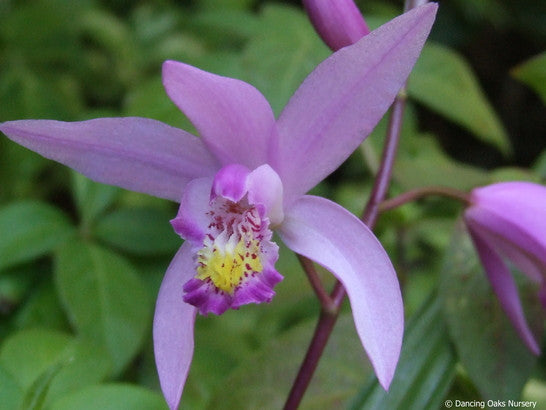 Perennials ~ Bletilla yokohama 'Kate' PPAF, Hardy Ground Orchid ~ Dancing Oaks Nursery and Gardens ~ Retail Nursery ~ Mail Order Nursery