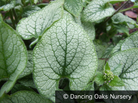 Perennials ~ Brunnera 'Jack Frost' PP13859, Bugloss ~ Dancing Oaks Nursery and Gardens ~ Retail Nursery ~ Mail Order Nursery