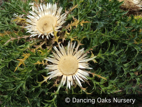 Perennials ~ Carlina acaulis var caulescens, Weather Thistle ~ Dancing Oaks Nursery and Gardens ~ Retail Nursery ~ Mail Order Nursery