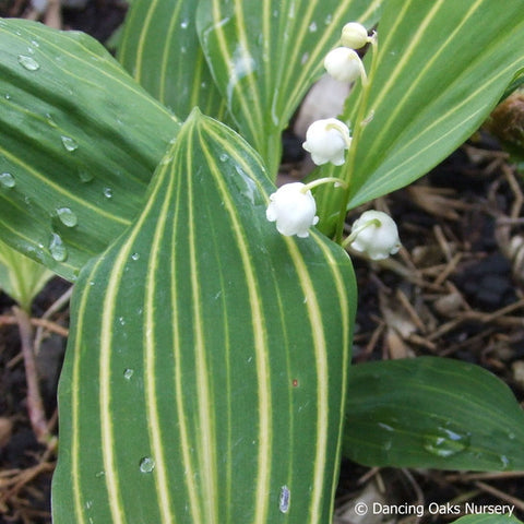 striped lily flower Convallaria majalis 'Albostriata', Striped Lily of the Valley