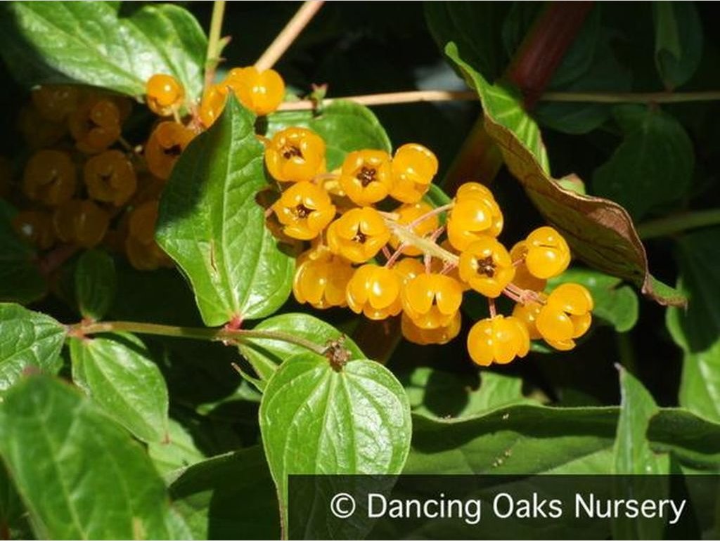 Perennials ~ Coriaria terminalis v. xanthocarpa (seedlings), Coriaria ~ Dancing Oaks Nursery and Gardens ~ Retail Nursery ~ Mail Order Nursery