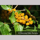 Perennials ~ Coriaria terminalis v. xanthocarpa (seedlings), Coriaria ~ Dancing Oaks Nursery and Gardens ~ Retail Nursery ~ Mail Order Nursery