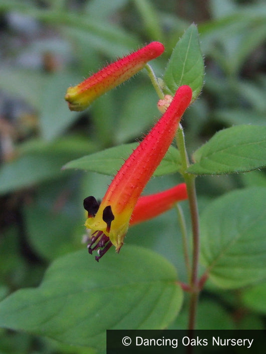 Perennials ~ Cuphea cyanea, Cigar Flower ~ Dancing Oaks Nursery and Gardens ~ Retail Nursery ~ Mail Order Nursery