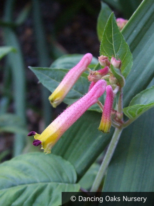 Perennials ~ Cuphea cyanea v. hirtella, Cigar plant ~ Dancing Oaks Nursery and Gardens ~ Retail Nursery ~ Mail Order Nursery