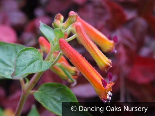 Perennials ~ Cuphea cyanea 'Strybing Sunset', Cigar Flower, Bat Flower ~ Dancing Oaks Nursery and Gardens ~ Retail Nursery ~ Mail Order Nursery