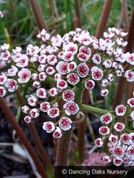 Perennials ~ Darmera peltata, Indian Rhubarb ~ Dancing Oaks Nursery and Gardens ~ Retail Nursery ~ Mail Order Nursery