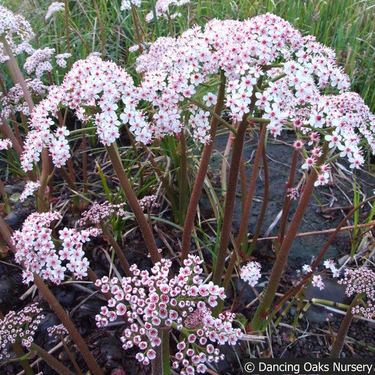 Perennials ~ Darmera peltata, Indian Rhubarb ~ Dancing Oaks Nursery and Gardens ~ Retail Nursery ~ Mail Order Nursery