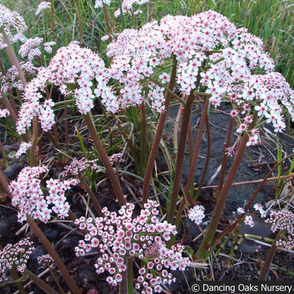 Perennials ~ Darmera peltata, Indian Rhubarb ~ Dancing Oaks Nursery and Gardens ~ Retail Nursery ~ Mail Order Nursery