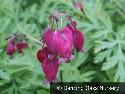 Perennials ~ Dicentra formosa 'Bacchanal', Bleeding Heart ~ Dancing Oaks Nursery and Gardens ~ Retail Nursery ~ Mail Order Nursery