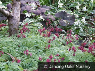 Perennials ~ Dicentra formosa 'Bacchanal', Bleeding Heart ~ Dancing Oaks Nursery and Gardens ~ Retail Nursery ~ Mail Order Nursery