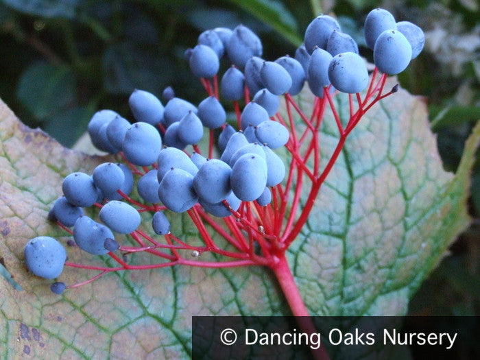 Perennials ~ Diphylleia cymosa, Umbrella Leaf ~ Dancing Oaks Nursery and Gardens ~ Retail Nursery ~ Mail Order Nursery