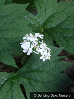Perennials ~ Diphylleia cymosa, Umbrella Leaf ~ Dancing Oaks Nursery and Gardens ~ Retail Nursery ~ Mail Order Nursery