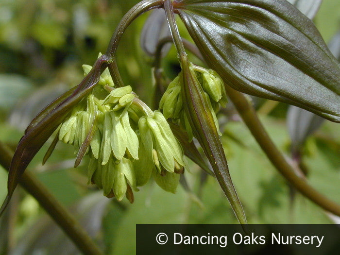 Perennials ~ Disporum cantoniense 'Night Heron', Fairy Lanterns ~ Dancing Oaks Nursery and Gardens ~ Retail Nursery ~ Mail Order Nursery