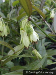 Perennials ~ Disporum cantoniense 'Night Heron', Fairy Lanterns ~ Dancing Oaks Nursery and Gardens ~ Retail Nursery ~ Mail Order Nursery