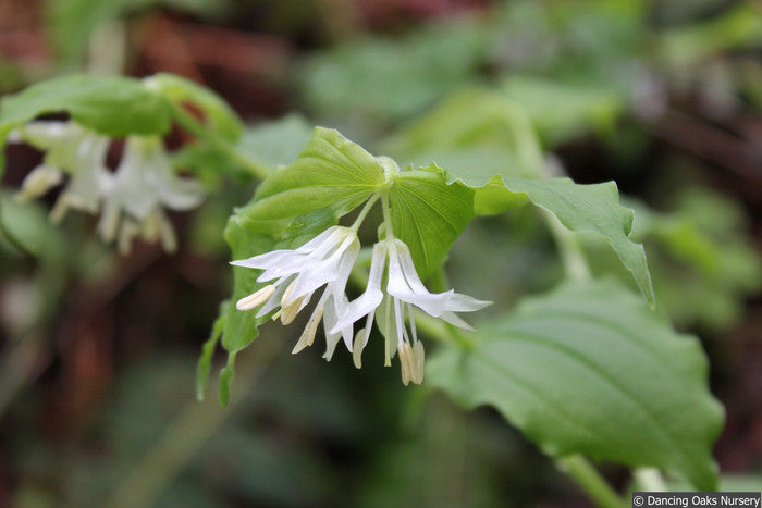 Perennials ~ Prosartes smithii (syn Disporum smithii), Fairy Lanterns or Smith's Fairy Bells ~ Dancing Oaks Nursery and Gardens ~ Retail Nursery ~ Mail Order Nursery