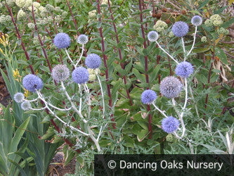 Perennials ~ Echinops ritro ssp ruthenicus, Globe Thistle ~ Dancing Oaks Nursery and Gardens ~ Retail Nursery ~ Mail Order Nursery
