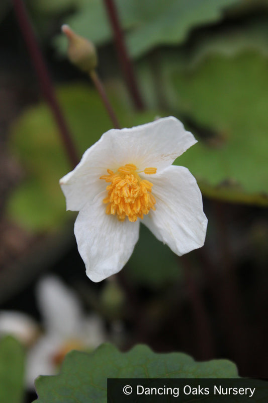 Perennials ~ Eomecon chionantha, Poppy of The Dawn or Snow Poppy ~ Dancing Oaks Nursery and Gardens ~ Retail Nursery ~ Mail Order Nursery