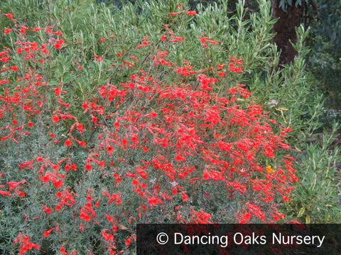 Perennials ~ Epilobium (syn. Zauschneria) canum 'Bowman #1', California Fuchsia or Hummingbird Trumpet ~ Dancing Oaks Nursery and Gardens ~ Retail Nursery ~ Mail Order Nursery