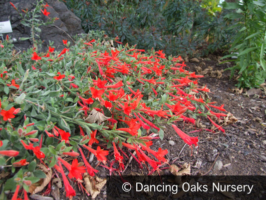 Perennials ~ Epilobium (syn Zauschneria) 'Everett's Choice', California Fuchsia ~ Dancing Oaks Nursery and Gardens ~ Retail Nursery ~ Mail Order Nursery