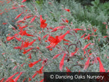 Perennials ~ Epilobium  (syn. Zauschneria) 'Select Silver', California Fuchsia ~ Dancing Oaks Nursery and Gardens ~ Retail Nursery ~ Mail Order Nursery