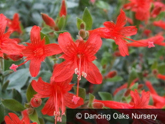 Perennials ~ Epilobium (syn. Zauschneria) septentrionalis 'Select Mattole', Mattole River Fuchsia ~ Dancing Oaks Nursery and Gardens ~ Retail Nursery ~ Mail Order Nursery
