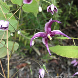 Perennials ~ Epimedium acuminatum 'Night Mistress', Barrenwort ~ Dancing Oaks Nursery and Gardens ~ Retail Nursery ~ Mail Order Nursery