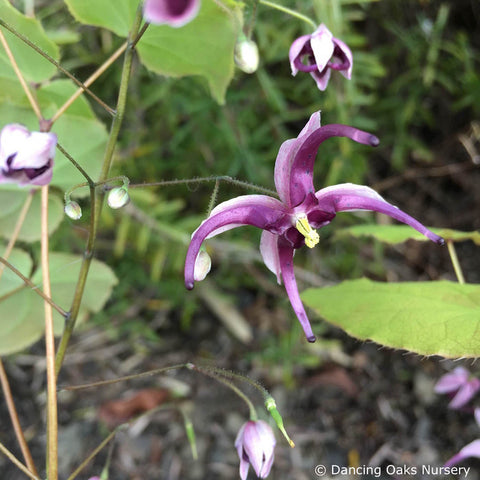 Perennials ~ Epimedium acuminatum 'Night Mistress', Barrenwort ~ Dancing Oaks Nursery and Gardens ~ Retail Nursery ~ Mail Order Nursery