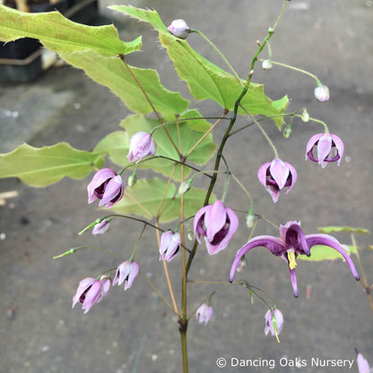 Perennials ~ Epimedium acuminatum 'Night Mistress', Barrenwort ~ Dancing Oaks Nursery and Gardens ~ Retail Nursery ~ Mail Order Nursery