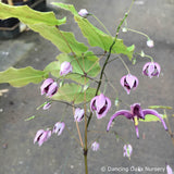 Perennials ~ Epimedium acuminatum 'Night Mistress', Barrenwort ~ Dancing Oaks Nursery and Gardens ~ Retail Nursery ~ Mail Order Nursery