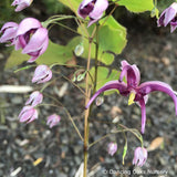 Perennials ~ Epimedium acuminatum 'Night Mistress', Barrenwort ~ Dancing Oaks Nursery and Gardens ~ Retail Nursery ~ Mail Order Nursery