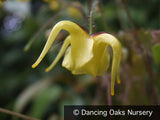 Perennials ~ Epimedium davidii - Wolong Form, Barrenwort ~ Dancing Oaks Nursery and Gardens ~ Retail Nursery ~ Mail Order Nursery
