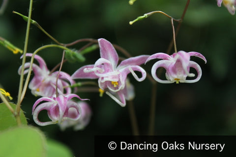 Perennials ~ Epimedium grandiflorum 'Mizuhomaru', Barrenwort ~ Dancing Oaks Nursery and Gardens ~ Retail Nursery ~ Mail Order Nursery