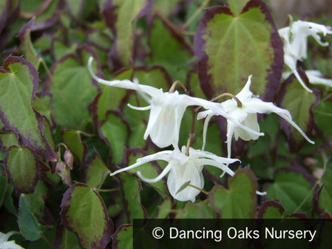 Perennials ~ Epimedium grandiflorum v. higoense 'Bandit', Barrenwort ~ Dancing Oaks Nursery and Gardens ~ Retail Nursery ~ Mail Order Nursery