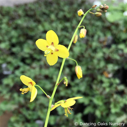 Perennials ~ Epimedium pinnatum ssp. colchicum 'Thunderbolt', Barrenwort ~ Dancing Oaks Nursery and Gardens ~ Retail Nursery ~ Mail Order Nursery