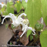 Perennials ~ Epimedium sempervirens 'Okuda's White', Barrenwort ~ Dancing Oaks Nursery and Gardens ~ Retail Nursery ~ Mail Order Nursery