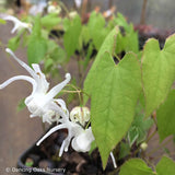Perennials ~ Epimedium sempervirens 'Okuda's White', Barrenwort ~ Dancing Oaks Nursery and Gardens ~ Retail Nursery ~ Mail Order Nursery