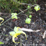 Perennials ~ Epimedium sp. nov. 'Simple Beauty', Barrenwort ~ Dancing Oaks Nursery and Gardens ~ Retail Nursery ~ Mail Order Nursery