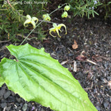 Perennials ~ Epimedium sp. nov. 'Simple Beauty', Barrenwort ~ Dancing Oaks Nursery and Gardens ~ Retail Nursery ~ Mail Order Nursery