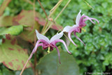 Perennials ~ Epimedium species ex. sichuan (syn. E. sutchuenense), Barrenwort ~ Dancing Oaks Nursery and Gardens ~ Retail Nursery ~ Mail Order Nursery