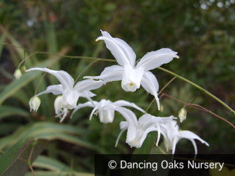 Perennials ~ Epimedium x 'Arctic Wings', Fairy Wings ~ Dancing Oaks Nursery and Gardens ~ Retail Nursery ~ Mail Order Nursery